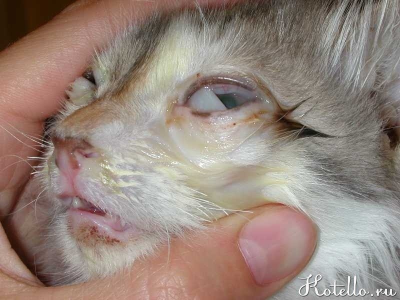 Типичные поражения слизистых оболочек глаз и ротовой полости при герпесной инфекции у кошек