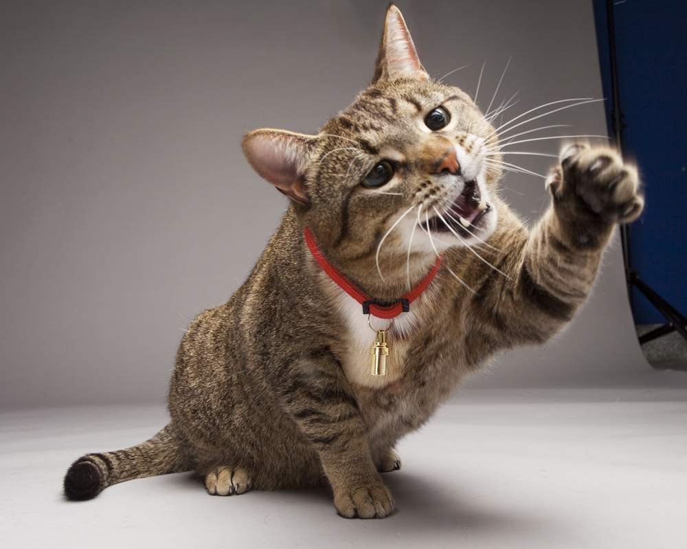 Купите кошачью мяту — она может быть эффективной приманкой для некоторых предметов мебели, и отгонять кошек от других.