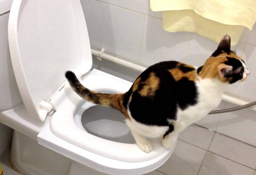 Всем известно, что кошки необыкновенные чистюли.