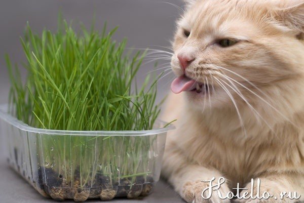 Какую траву любят кошки