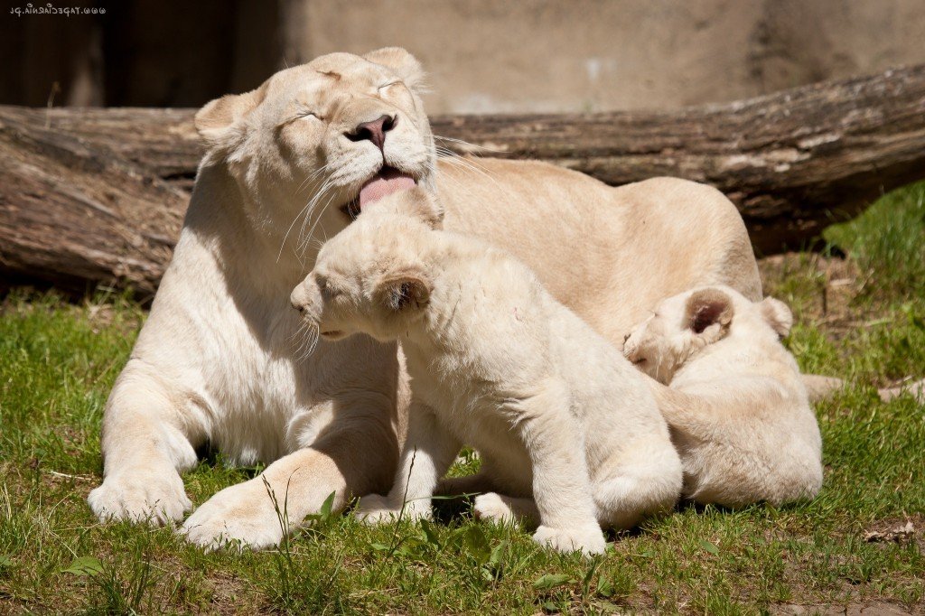 Львица учит малышей правилам гигиены