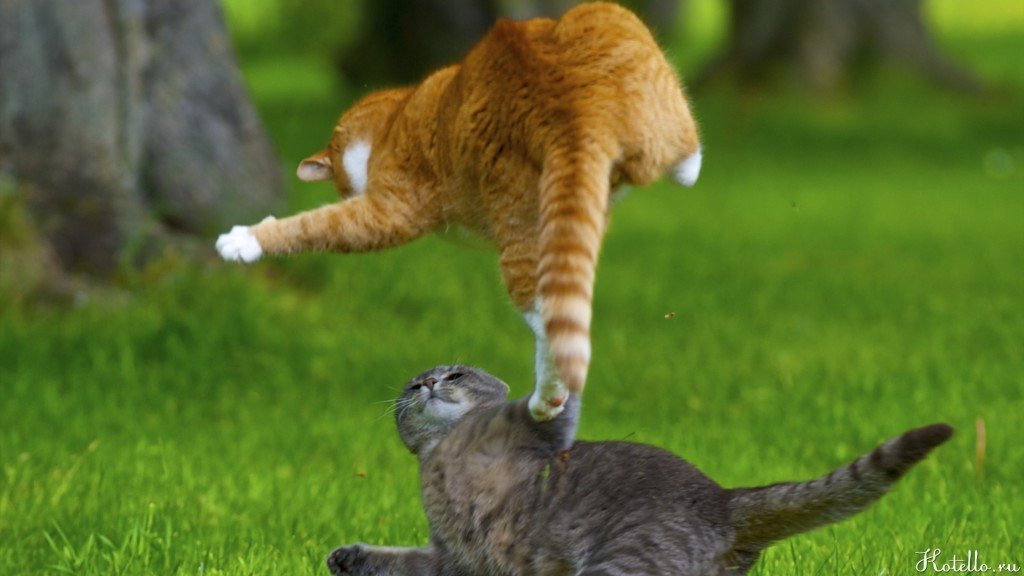 Если питание подобрано правильно, то котик станет более игривым и подвижным 