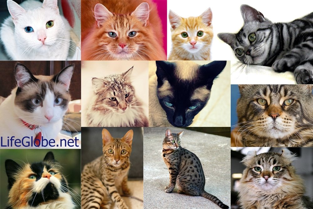 Сколько пород кошек существует в мире