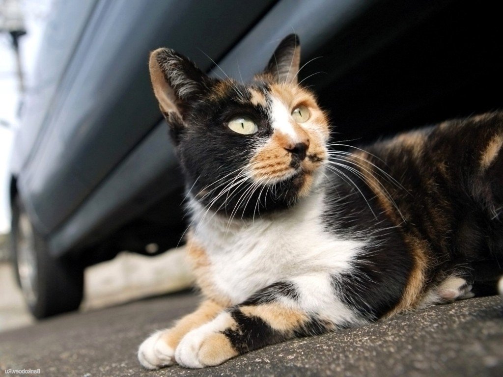Если размышлять, согласно суевериям, у этой кошки хозяин должен быть модным визажистом