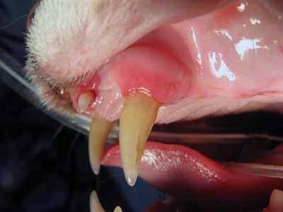 При запущенном заболевании возможна потеря зубов питомца и абцесс