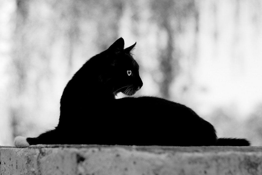Черной кошке досталось больше всех от людей