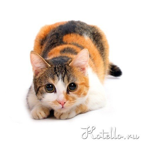 Трехцветная кошка в доме - kotello.ru