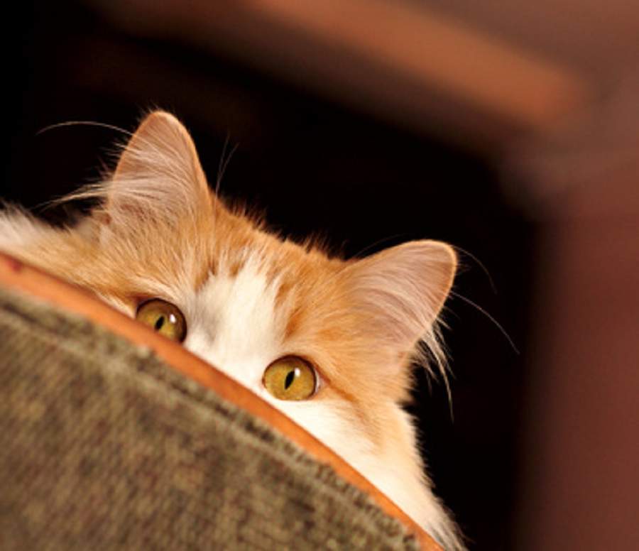 Дома у кошки должны быть укромные уголки, где бы она могла спрятаться.