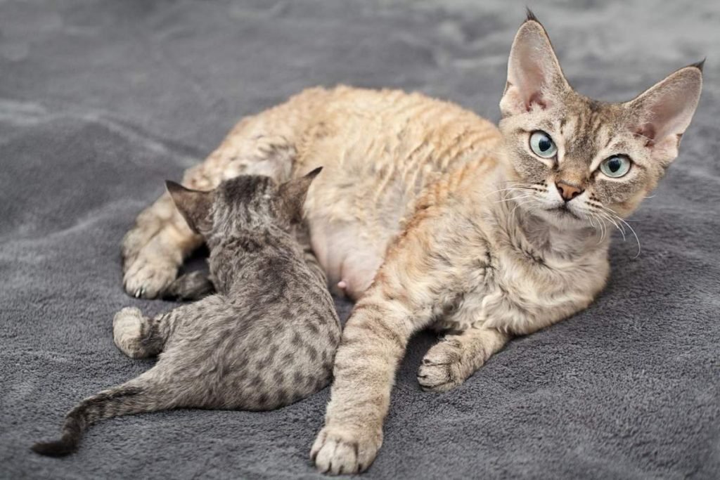 Кошки достигают половой зрелости в возрасте 7-9 месяцев.