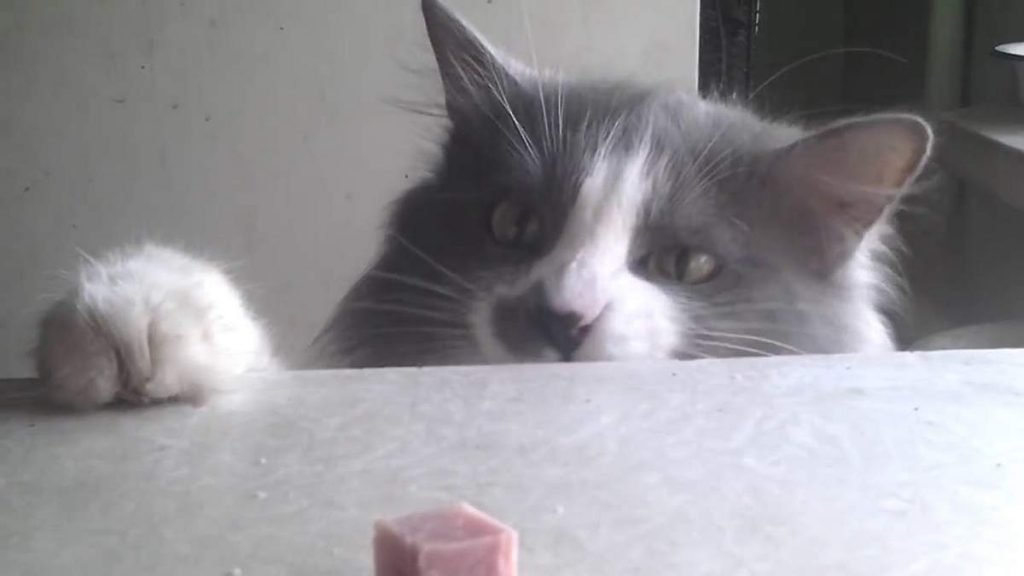 Кот лазит по столу из любопытства. 