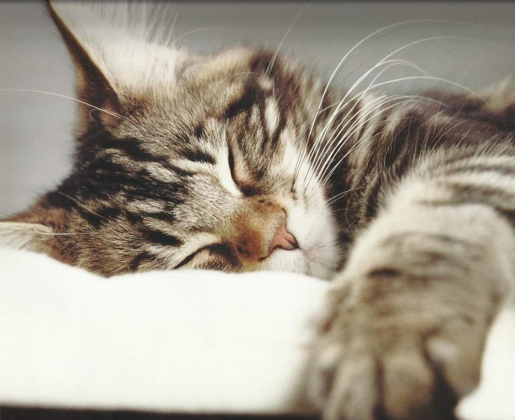 То, сколько кошка спит в сутки, зависит от её индивидуальных особенностей.