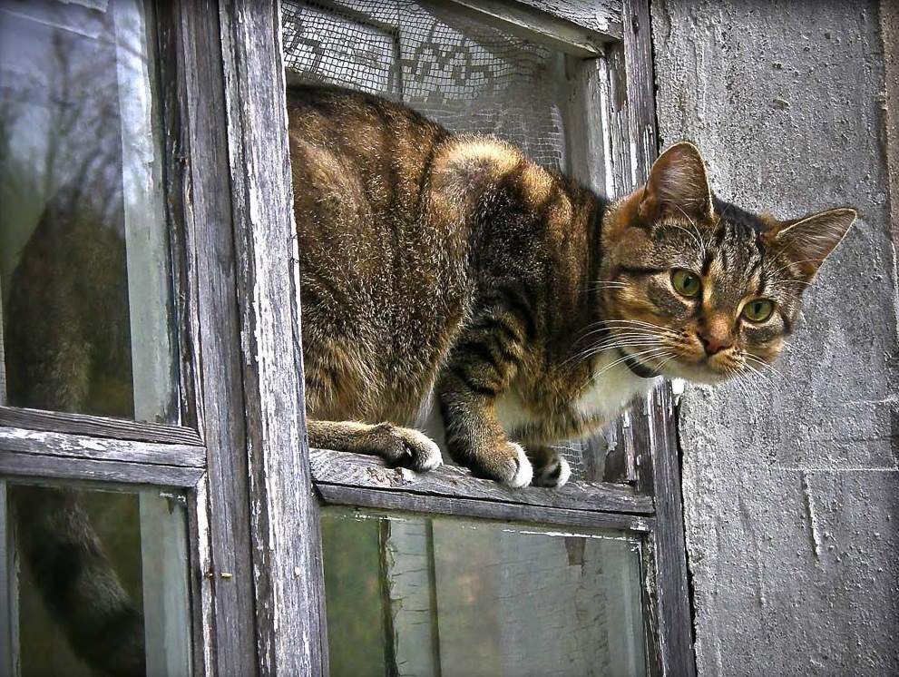 Кошка лапами упирается в оконные рамы и смотрит в окно - будут гости.