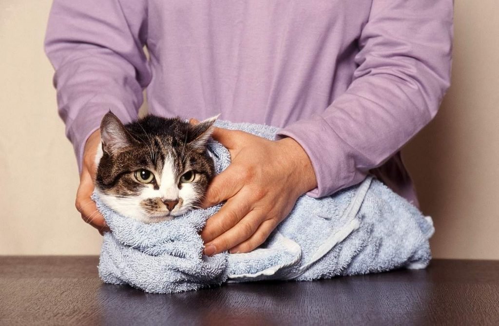 Многие распространённые лекарства могут быть губительны для кошки.