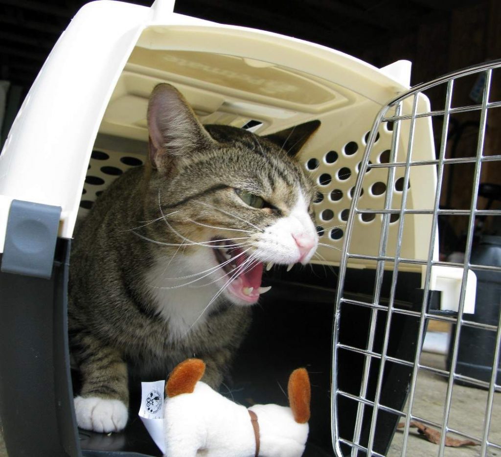 Инфекционные болезни кошек могут быть вызваны различными микроорганизмами.