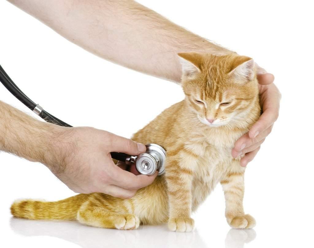 Чем быстрее вы окажитесь в клинике, тем быстрее выздоровеет кошка.