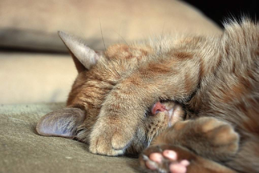 Гораздо более действенны в отношении запаха кошачьей мочи оказываются сильные окислители.