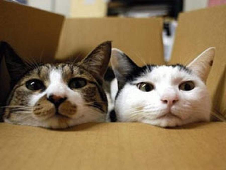 Городские кошки – в основном, по-настоящему домашние животные, чья территория ограничивается стенами вашей квартиры.