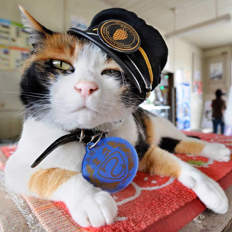 В Японской культуре кошки занимают особенное почетное место!
