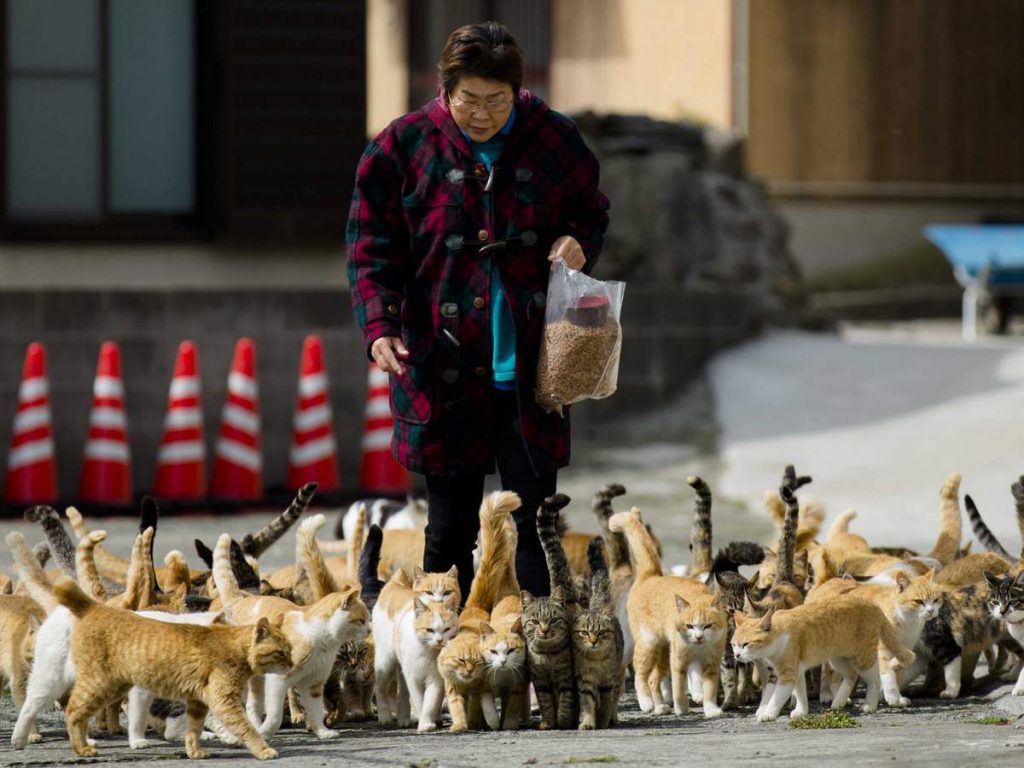 Пожалуй, нет ни одного японского поэта в стиле «хокку», оставившего кошачьих без внимания.