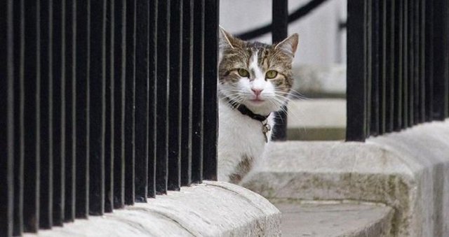 Ранее неизвестный, но сегодня - самый популярный кот Британии.