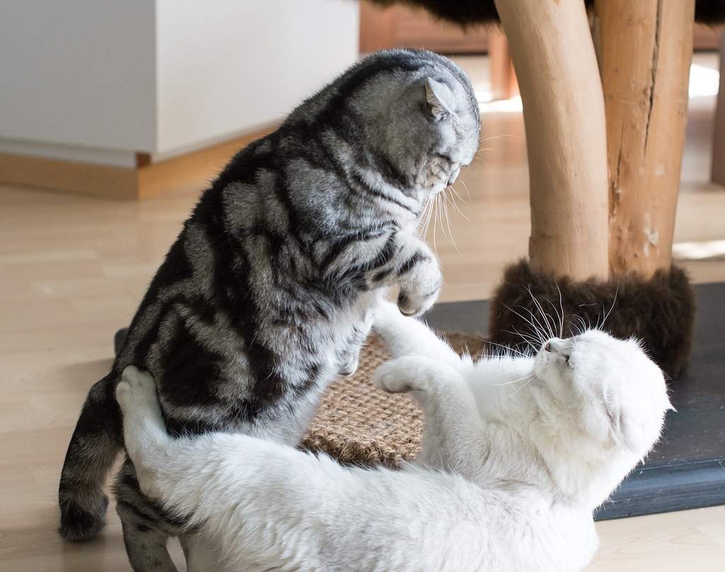 Все формы агрессии у кошек могут иметь серьезные последствия.