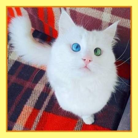 Турецкий ван по кличке Алош - самый красивый кот в  мире.