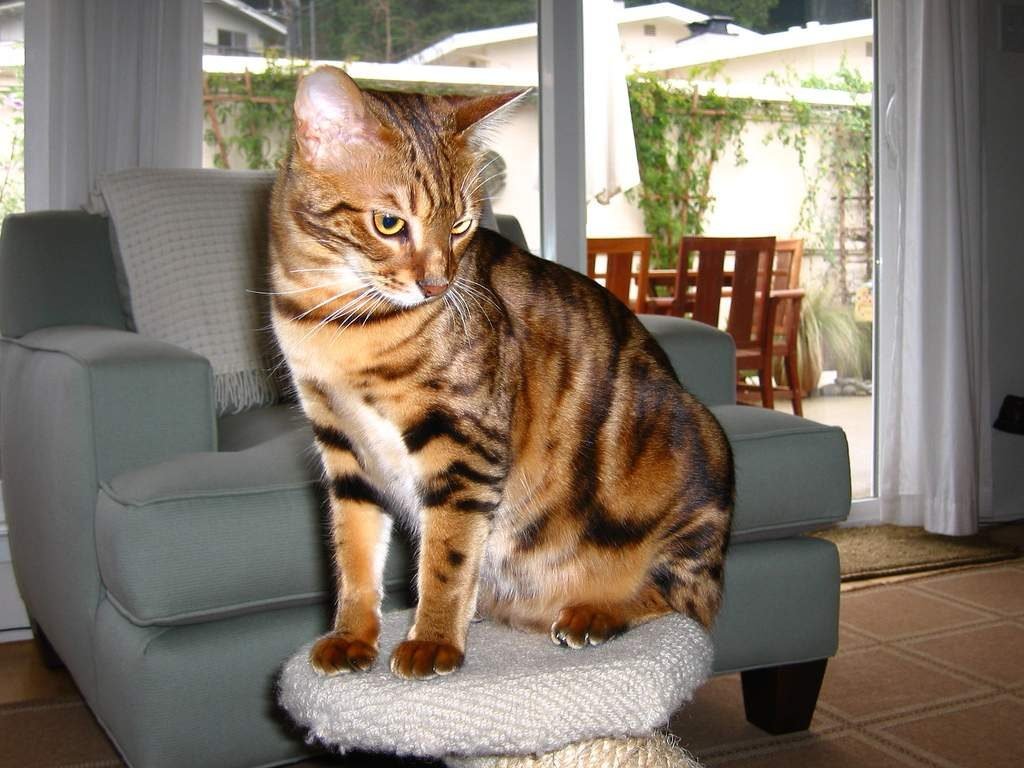 Вес кошек породы шаузи может достигать 15 кг. 