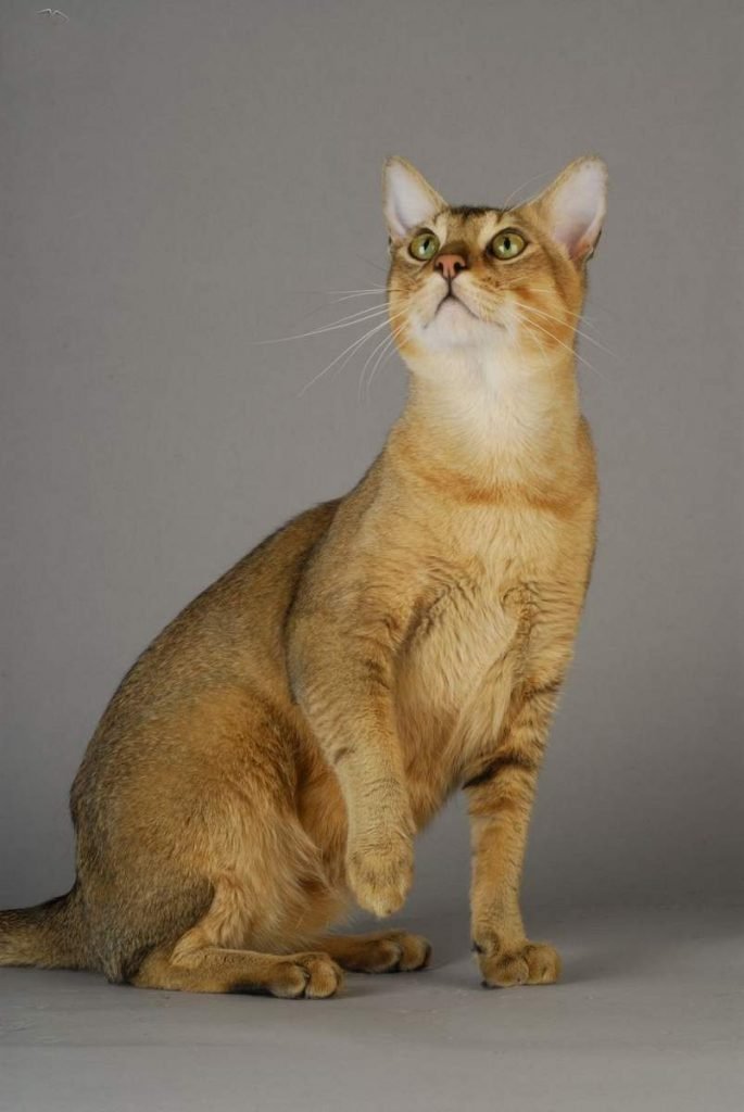 Шаузи – короткошерстная порода кошек с диким окрасом шерсти. 