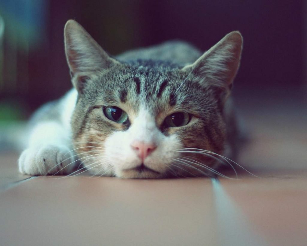 Если у вашей кошки сломана лапа, и вы вынуждены поднять ее, очень осторожно несите животное.