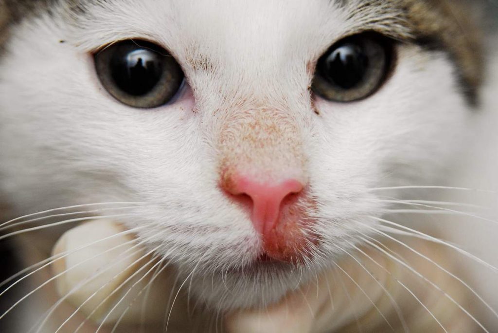 Медикаментозный дерматит у кошек характеризуется местным покраснением кожи и выпадением шерсти.