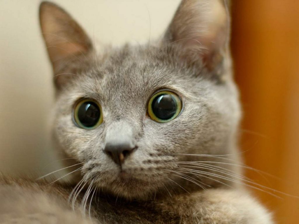 Самая популярная в мире порода кошек — Персидская кошка.