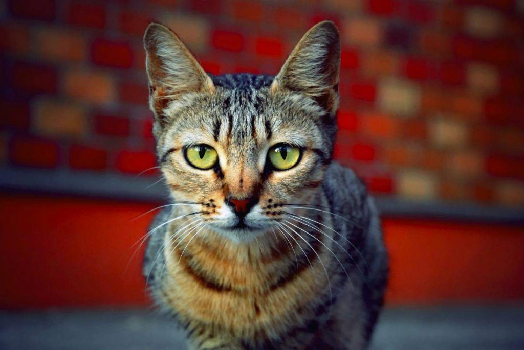 Коты, как и другие животные, распознают визуальные сигналы вашего тела.