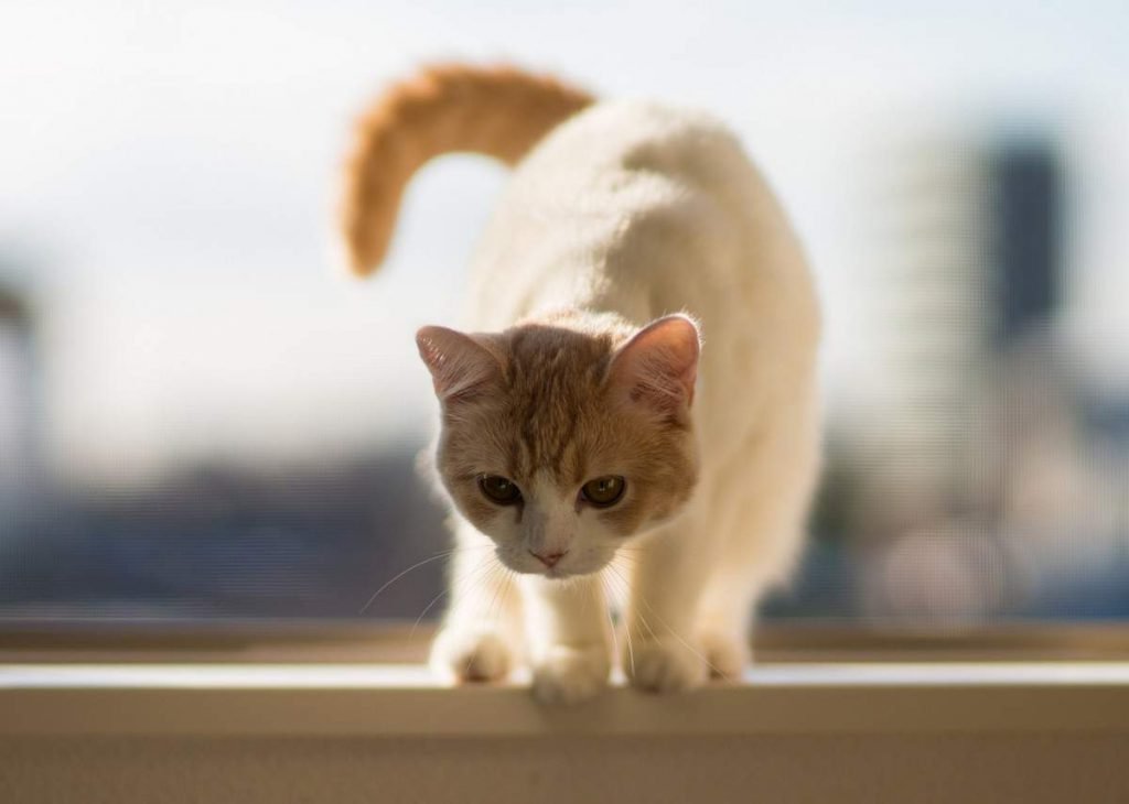 Если у вас в доме живут несколько кошек, кормите их из отдельных мисок. 
