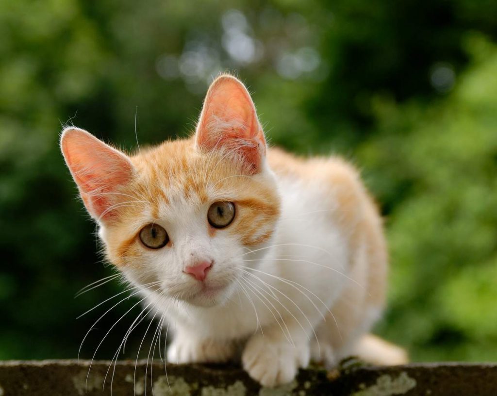 Котята рождаются в среднем 12-сантиметровыми, слепыми и глухими.