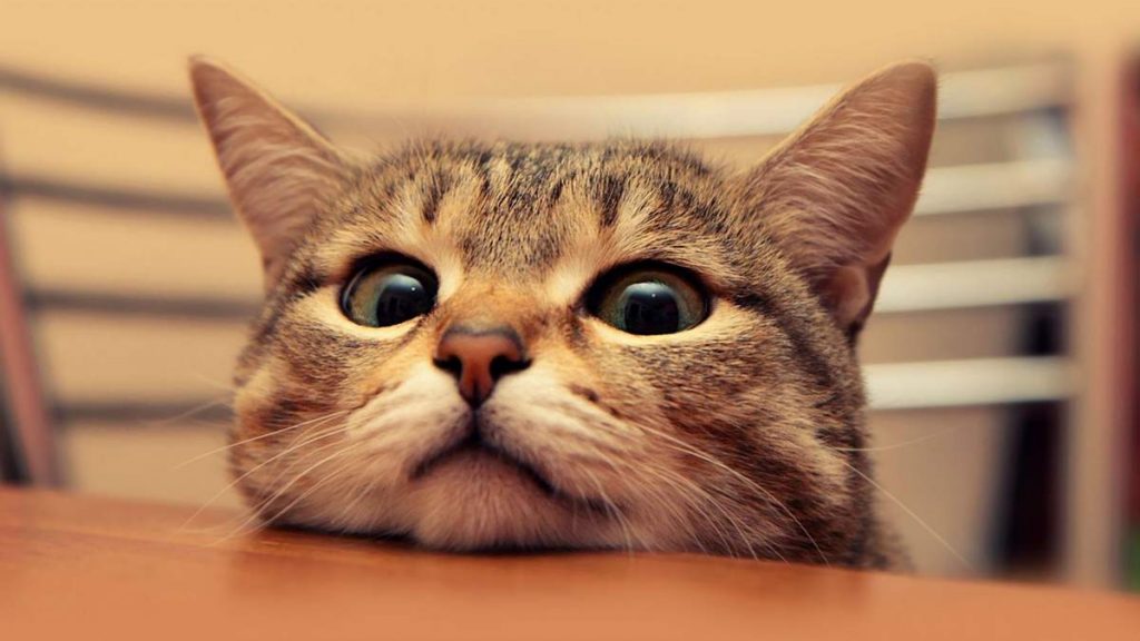 Если кот чихнул, надо сказать - "Здравствуй!", тогда зубы не заболят.
