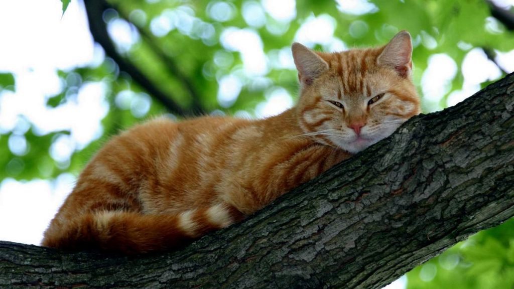  Кошка крепко спит или спит брюхом кверху — к теплу и жаре.