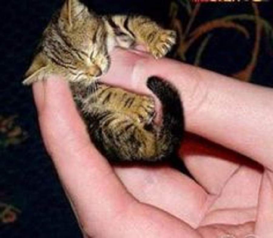 Самым маленьким котом в мире, по последним данным, является Мистер Пибблз.