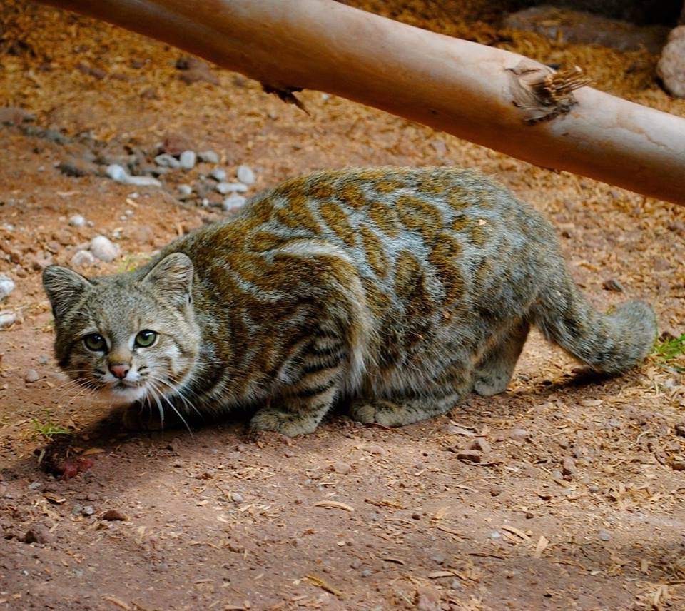 Андская кошка является самым редким видом кошачьих в Южной Америке.