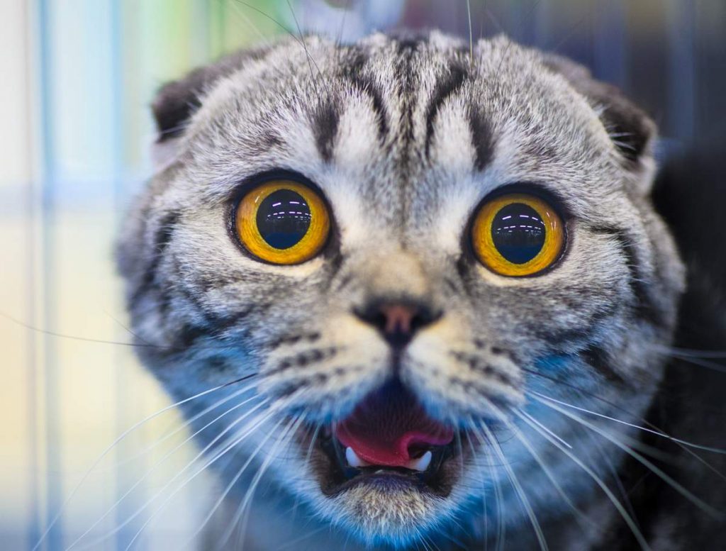 Острота зрения у кошки в 6 шесть раз выше чем у человека.