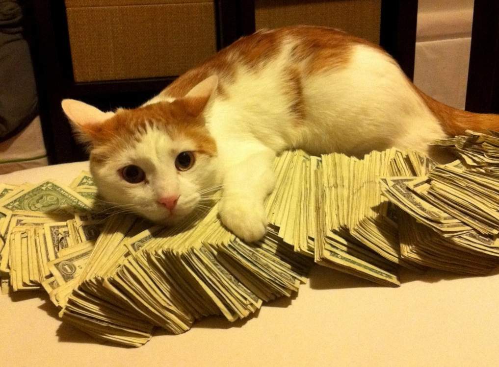 Примерно так выглядит самый богатый кот в мире.