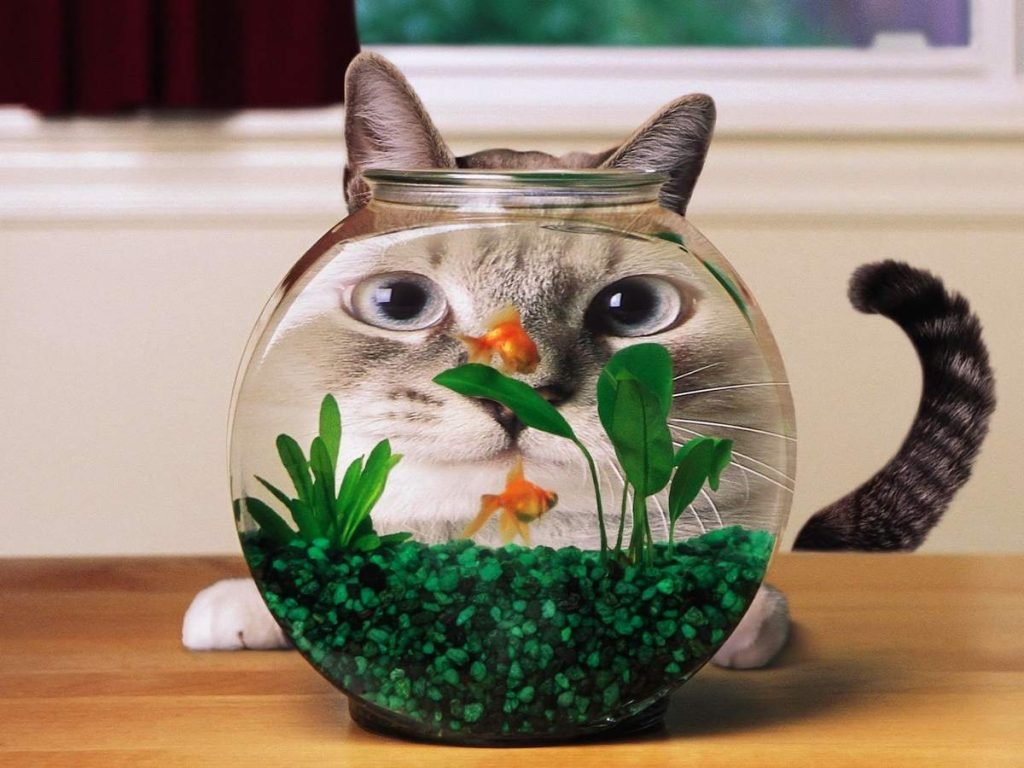 Все мультики врут! Большинство кошек ненавидят рыбу.