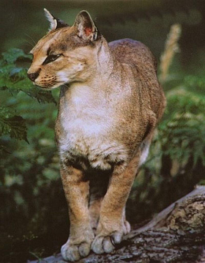 Золотистая африканская кошка - очень стройный хищник.