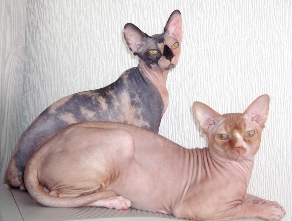 Сфинкс является одной из самых необычных и редких домашних пород кошек.