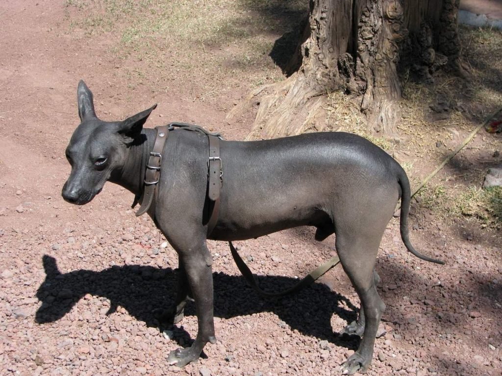 Лысая перуанская собака.