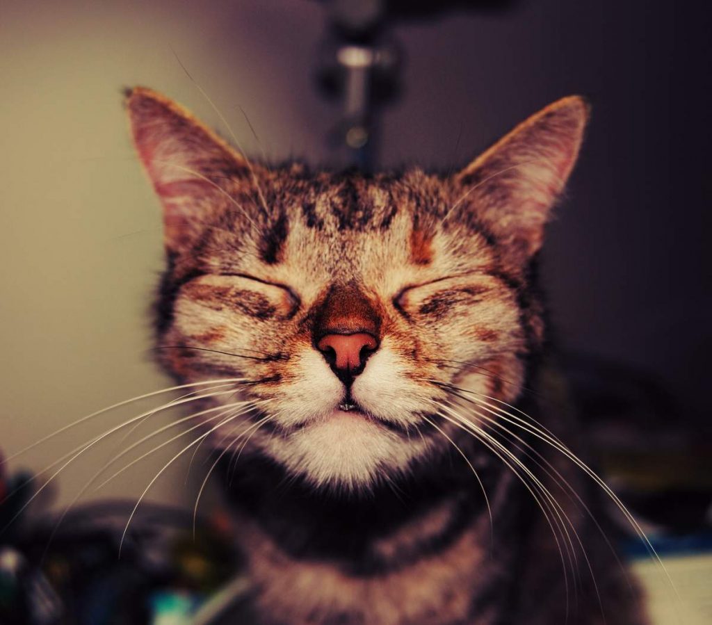 Кошки умеют общаться на языке запахов.