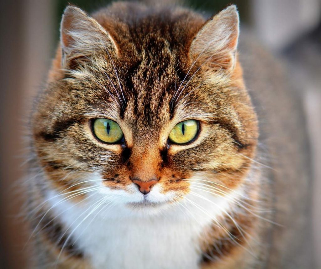 Запахи для кошек важны на столько, что они даже важнее визуального восприятия кошки.