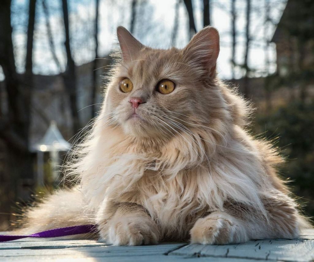 Персидская кошка.
