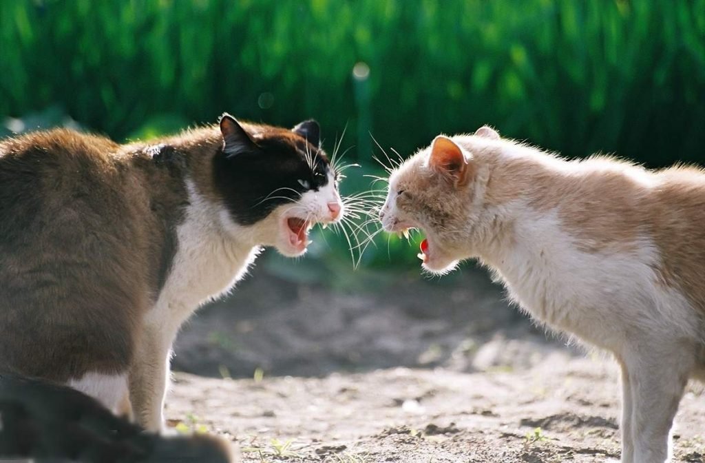 Fighting cats