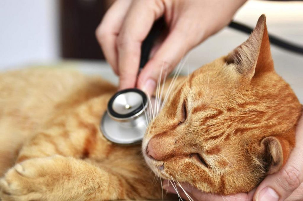 В первую очередь, кошачий СПИД передается через контакт со слюной и кровью инфицированной кошки.