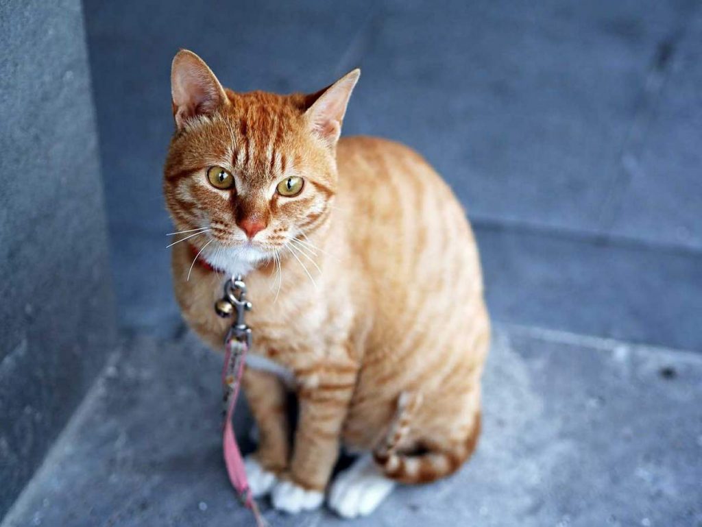 Кошачий СПИД встречается среди кошек по всему миру.